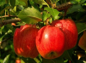 фруктові дерева декоративні чагарники хвойні саджанці яблуні груші сливи Польща