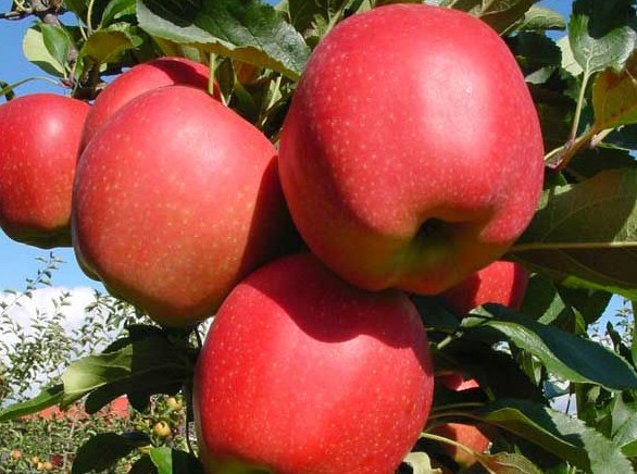 фруктові дерева декоративні чагарники хвойні дерева саджанці яблуні груші  Польща